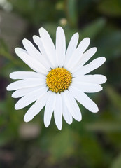 Fototapeta premium margerite