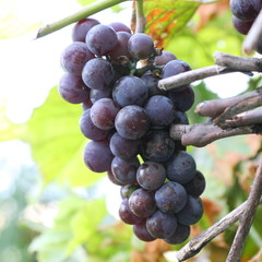 Blue grapes ready for harvest