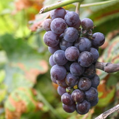 Blue grapes ready for harvest