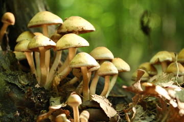 Group of beautiful but poisonous mushroom in a forest - 9489217