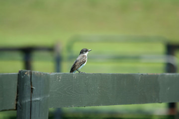 A Bank Swallow on a fence