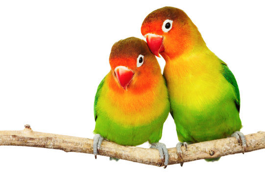 Fototapeta Pair of lovebirds agapornis-fischeri isolated on white