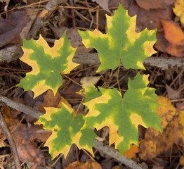 Autumn maple leaves. Fall in Canada.