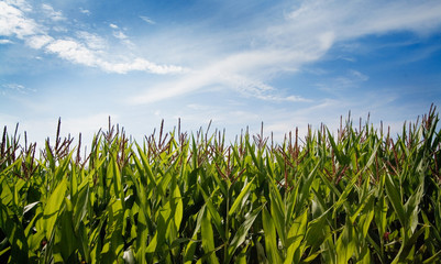 maisfeld