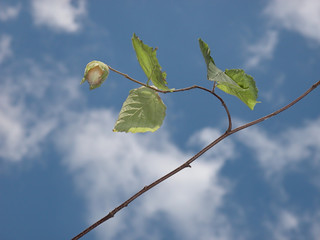 Hazelnut branch