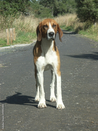 Un Chien De Chasse Beagle Stock Photo And Royalty Free