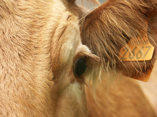 oeil de boeuf