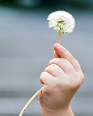 Dandelion in hand..