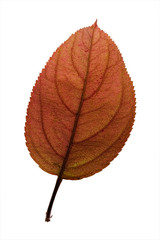 Fall Leaf