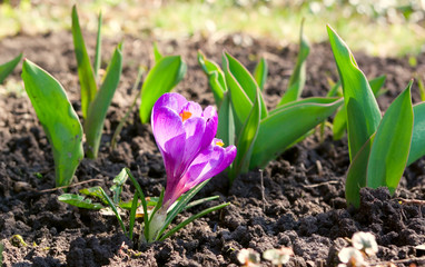 young violet flower grows from raw soil