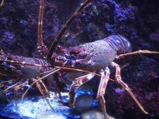 Langouste-Musée Oceanographique Monaco