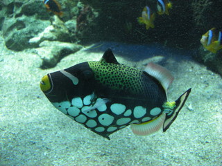 Poissons-Musée Oceanographique Monaco