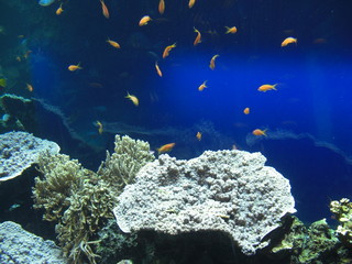 Obraz premium Poissons-Musée Oceanographique Monaco