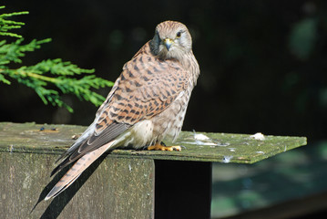 Kestrel 0124
