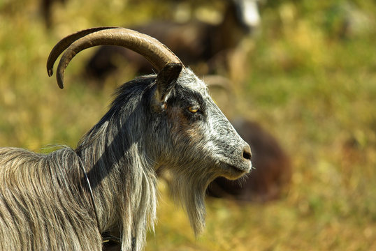 Ch&egrave;vres corses