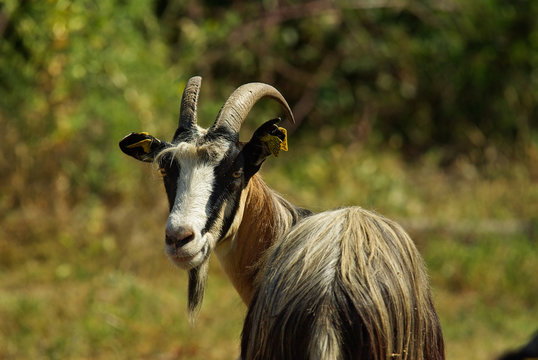Ch&egrave;vres corses