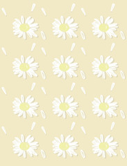 Background from chamomile, petals of a camomile