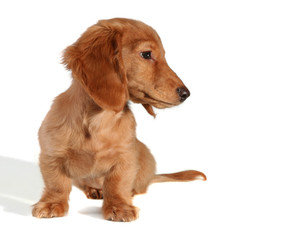 Dachshund puppy looking sideways, add your own product.