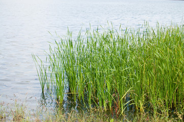 the reeded bank with view to water