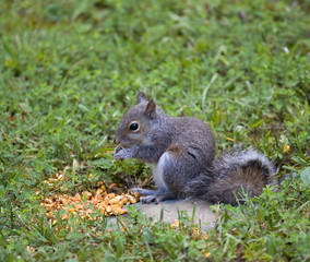tree squirrel eating corn on a green lawn