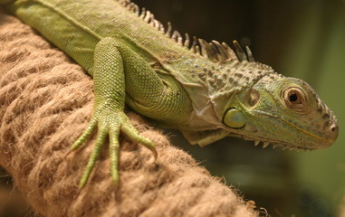 iguane