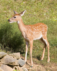 whitetail fawn posing on rocks in daylight