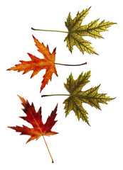 many autumn leaves isolated on white background