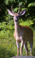 whitetail buck in velvet with a wet nose