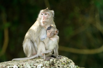 Naklejka na ściany i meble Maman et bébé singe - Little monkey with mother