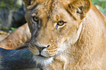 Fototapeta premium Miss lion