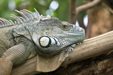 Iguana portrait (Zurich Zoo, Switzeland)