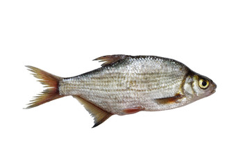 Silver bream isolated on white background