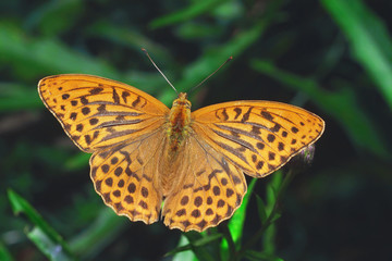 Silver-washed fritillary (Argynnis paphia) butterfly