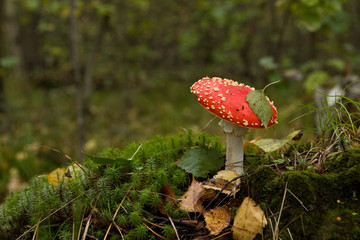 Fly agaric II