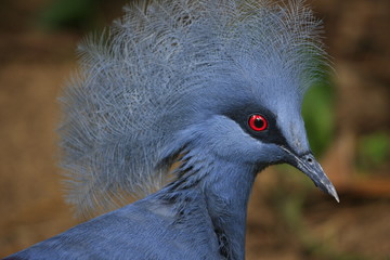 portrait de coq de nouvelle guin&eacute;e