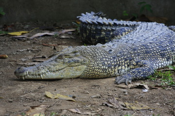 crocodile dormant bali zoo