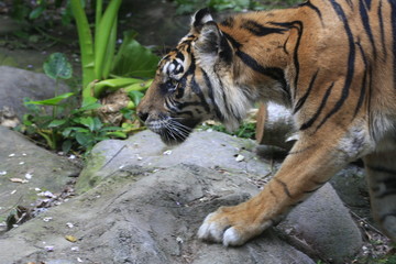 tigre du bengale bali zoo