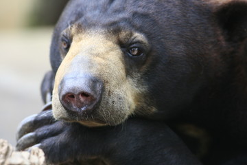portrait d'ours à collier bali