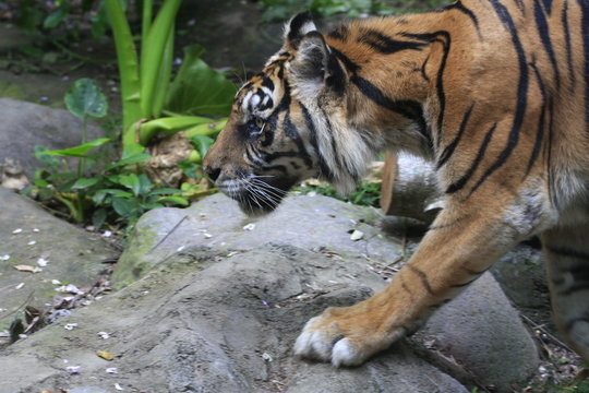 tigre du bengale bali zoo