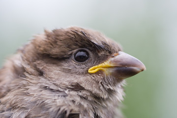 portrait of sparrow fledgeling