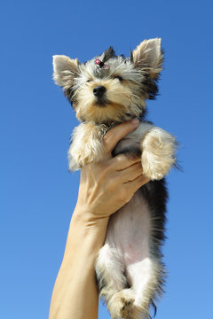 Cute Yorkshire Terrier
