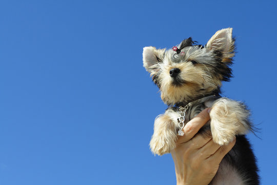 Dog held up