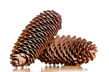 couple of pine cones isolated on white