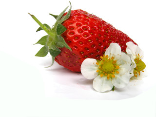 Erdbeere mit Blüte