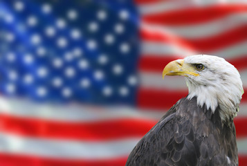 bald eagle national flag of the united states