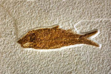 fossil
