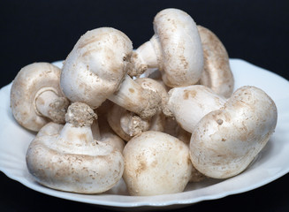 champignons2