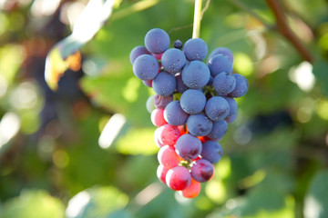 Close view of red grapes (Nebbiolo grape varieties)