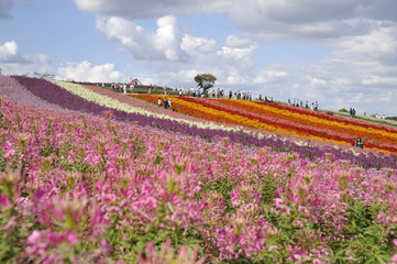 美瑛 四季彩の丘