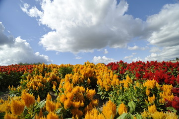 美瑛 四季彩の丘